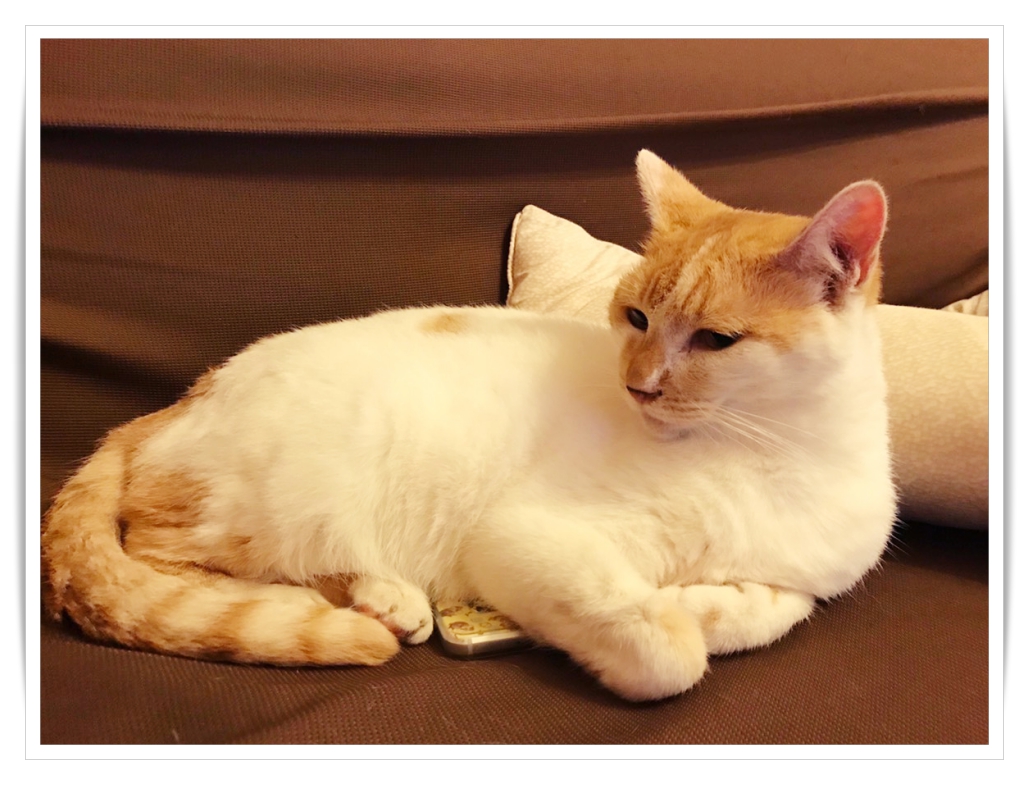 2月11日谷保ねこ譲渡会-猫カフェ-やほねこ-猫のいる休憩室〜谷保ねこ