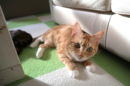 かりん