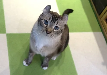 アッシュ