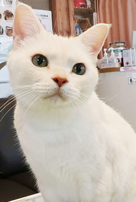 猫カフェ 猫のいる休憩室 谷保ねこ 猫カフェ 猫のいる休憩室 谷保ねこ