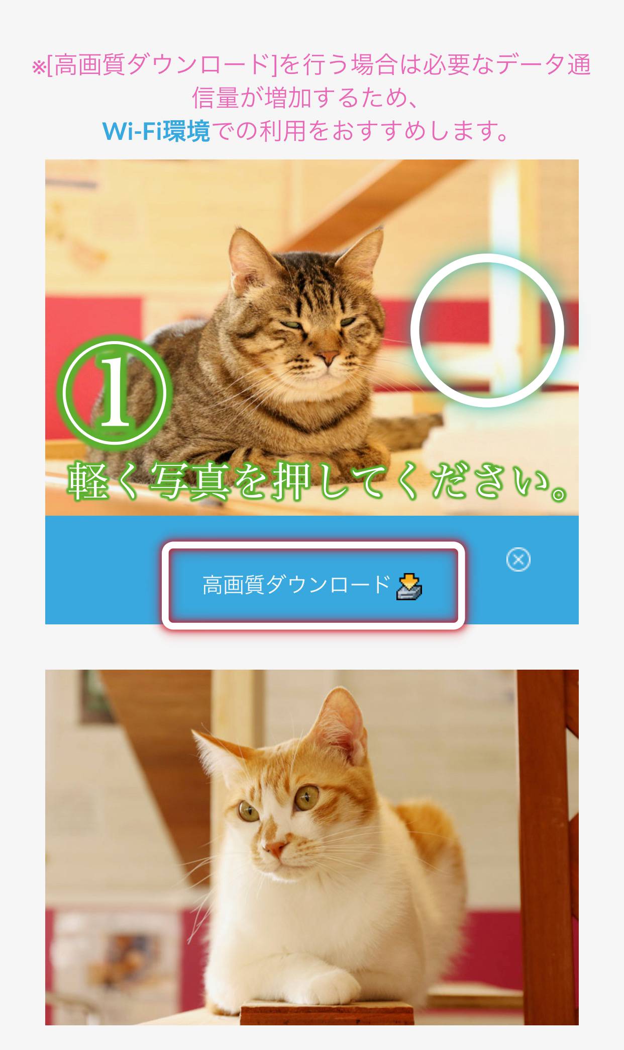 高画質写真保存の手順 猫カフェ やほねこ 猫のいる休憩室 谷保ねこ